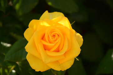 yellow rose on green background