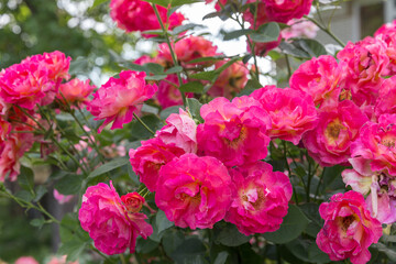 pink and white flowers