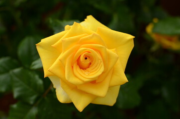 yellow rose with water drops