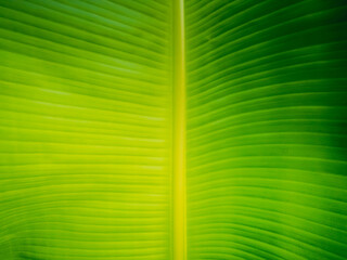 Fresh banana leaves and banana leaf lines naturally