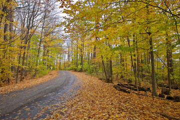 Country road with road signs and trees on both sides, King City, Ontario, Canada.