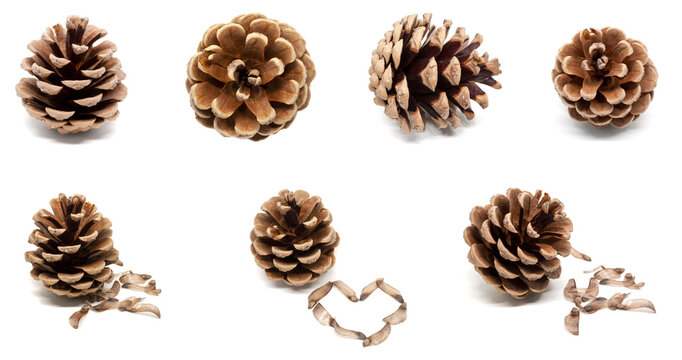Set of dry brown pine cones with seeds isolated on white background