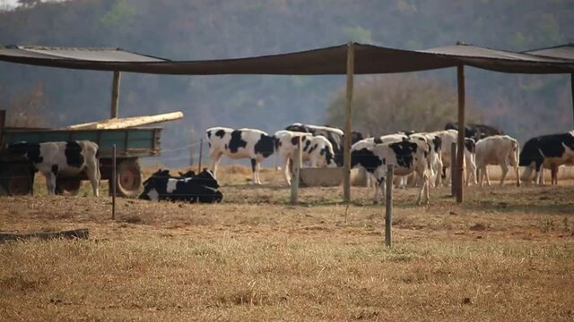 General plan image of milk cows confined to pasture during the dry season. Farm in Brazil.