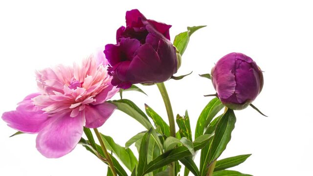 Beautiful pink Peony bouquet background. Blooming peony flowers open, time lapse, close-up. Wedding backdrop, Valentine's Day concept. 4K UHD video timelapse