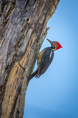 woodpecker in action