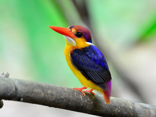 Black-backed Kingfisher, Ceyx erithacus, a little cute little and colorful kingfisher, bird in Thailand,