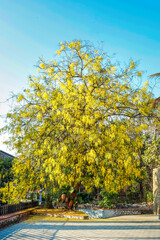 Naklejka premium Golden shower tree