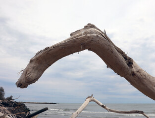 dry branch of a tree on the mouth of river like a monster