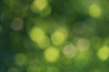 Natural green bokeh background