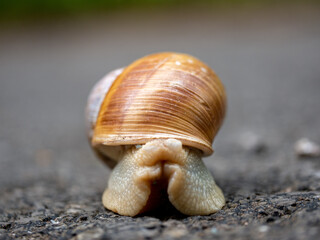 Hide and Seek Snail