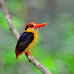 Black-backed Kingfisher, ceyx erithacus, a lovely multicolor bird perching on the hanging branch taken from Kaeng Krachan National park, bird