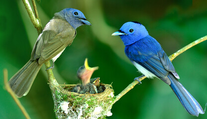 Black-naped Monarch or black-naped blue flycatcher, hypothymis azurea, asian paradise flycatcher, guarding its chicks in the nest while feeding season