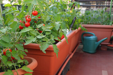 Red tomatoes in flower pots on a terrace of an apartment in the