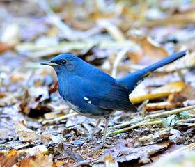 Blue Bird, Male of White-bellied Redstart (Hodgsonius phoenicuroides) standing on the messy ground