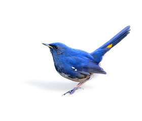 Blue bird, white-bellied Redstart (Hodgsonius phoenicuroides) isolated on white background