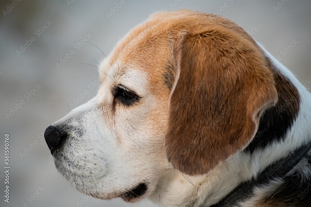 Wall mural nine year old beagle in side profile