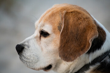 nine year old beagle in side profile
