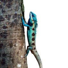 Blue Lizard perching on the tree (lacerta viridis), beautiful lizard