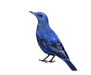 Blue Rock Thrush bird (Monticola solitarius) isolated on white background