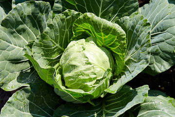 Green Cabbage head  in open ground, in the garden.