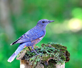 Blue Rock Thrush bird (Monticola solitarius) standing on top of the mossy log