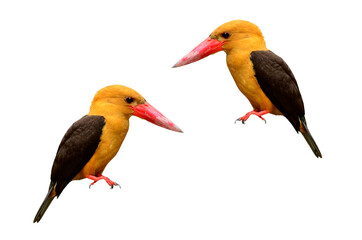 Brown-winged Kingfisher