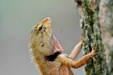 Brown Lizard, tree lizard with closeup details and big eyes