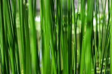Fototapeta na wymiar Sedge as a background, grows in the water of a small river. Close up photo. Beautiful green color.