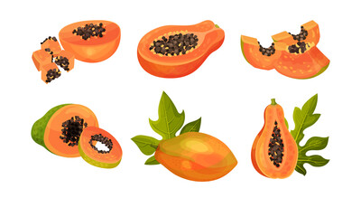 Papaya Fruit Cross Section Showing Orange Flesh and Numerous Black Seeds Vector Set