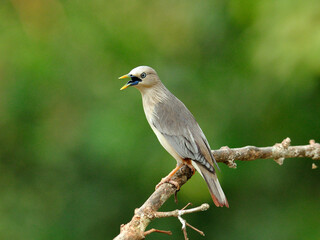 Chestnut-tailed Starling bird (Sturnus malabaricus) singing on the branch