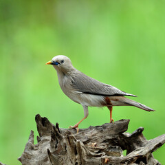 Chestnut-tailed Starling bird (Sturnus malabaricus) standing on nice log with green background
