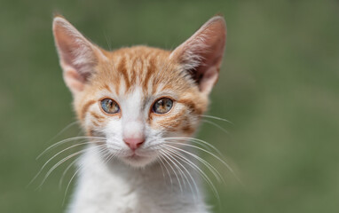 Naklejka na ściany i meble Porträt einer wunderschönen getigerten Katze mit unglaublichen Augen