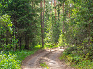 Fototapeta premium beautiful empty dirt road in green pine and spruce forest in summer. Natural background.