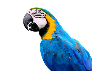 Fototapeta premium Closeup of blue and gold macaw bird isolated on white background, lovely parrot