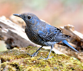 Closeup of Blue bird, Blue Rock Thrush (Monticola solitarius) with feathers details
