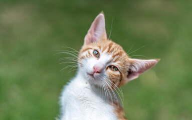 Portr&auml;t einer jungen Katze, die vertr&auml;umt in die Ferne schaut