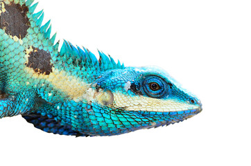 Blue lizard and green lizard (lacerta viridis), beauty colorful