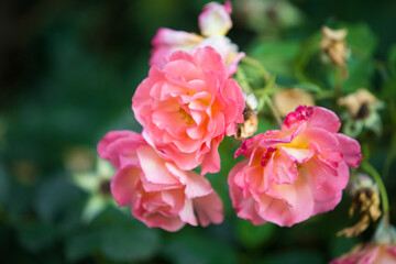 Fototapeta na wymiar Pink roses in english garden. Romantic background