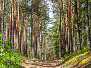 beautiful empty dirt road in green pine and spruce forest in summer. Light and shadows in sunny day. Natural background.