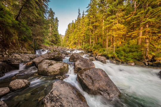 Forest flow