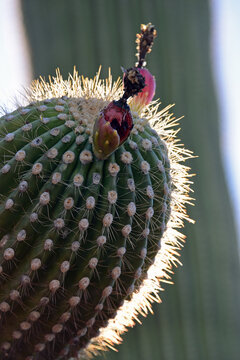 Fruit on a saguaro cactus