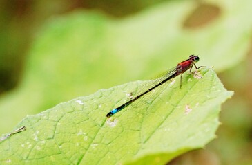 Libelle