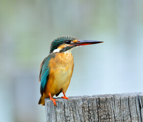 Common Kingfisher, Alcedo atthis, with details of its back, bird, eurasian kingfisher