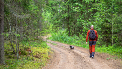 Obraz premium Back view of man walking on dirt road in pine and spruce forest, hiking trip with dog. Solo outdoor activities. Enjoy time alone in nature. Banner