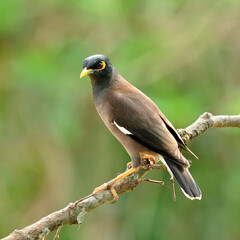 Common Myna bird (Acridotheres tristis) perching on a nice woodstick
