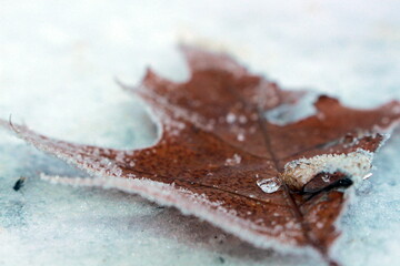 red and green leaf