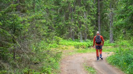 Back view of man walking on dirt road in pine and spruce forest, hiking trip. Solo outdoor activities. Enjoy time alone in nature.