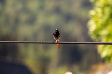 Male black redstart sitting on electric cable, close up	