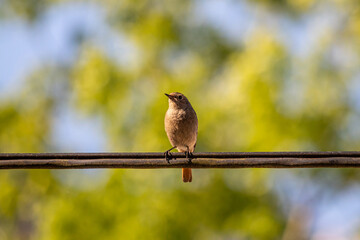 Black redstart bird sitting on electric cable, close up	
