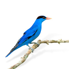 Fancy of Blue Bird (Black-naped Oriole) isolated on white background